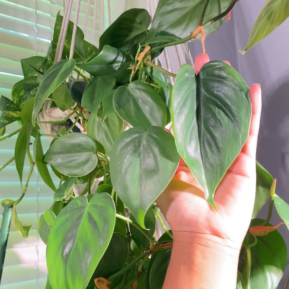 🌿 Free Plant Cutting with Every Purchase! 🌿
 (read below for details) - Picture 5 of 8